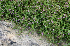 Cyanotis fasciculata